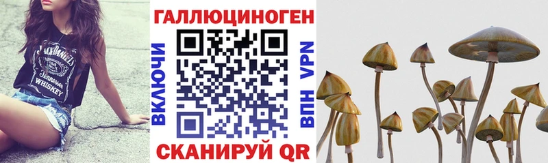 Галлюциногенные грибы Psilocybine cubensis  Людиново 